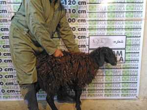 بهترین زمان خرید گوسفند زنده برای پرواربندی