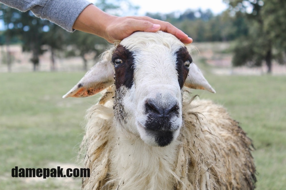 مراقبت از گوسفند قربانی